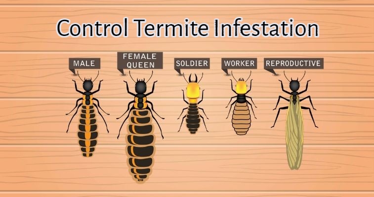 commercial termites Inspections brisbane