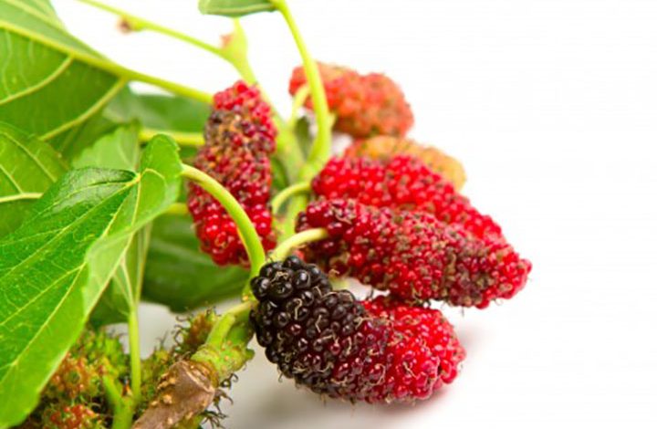 How to Grow and Plant the Mulberries Varieties in India 1