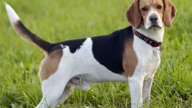 Beagle Dog Price in India