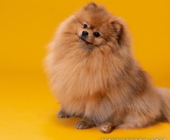 Pomeranian Price in India