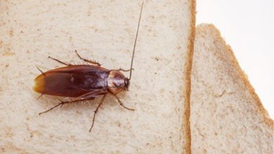 affordable cockroach treatment services near me