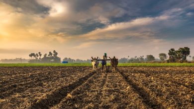 Popular Cash Crops in India - Benefits & Producing States