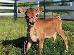 mini jersey cow