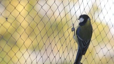 Bird Control Services
